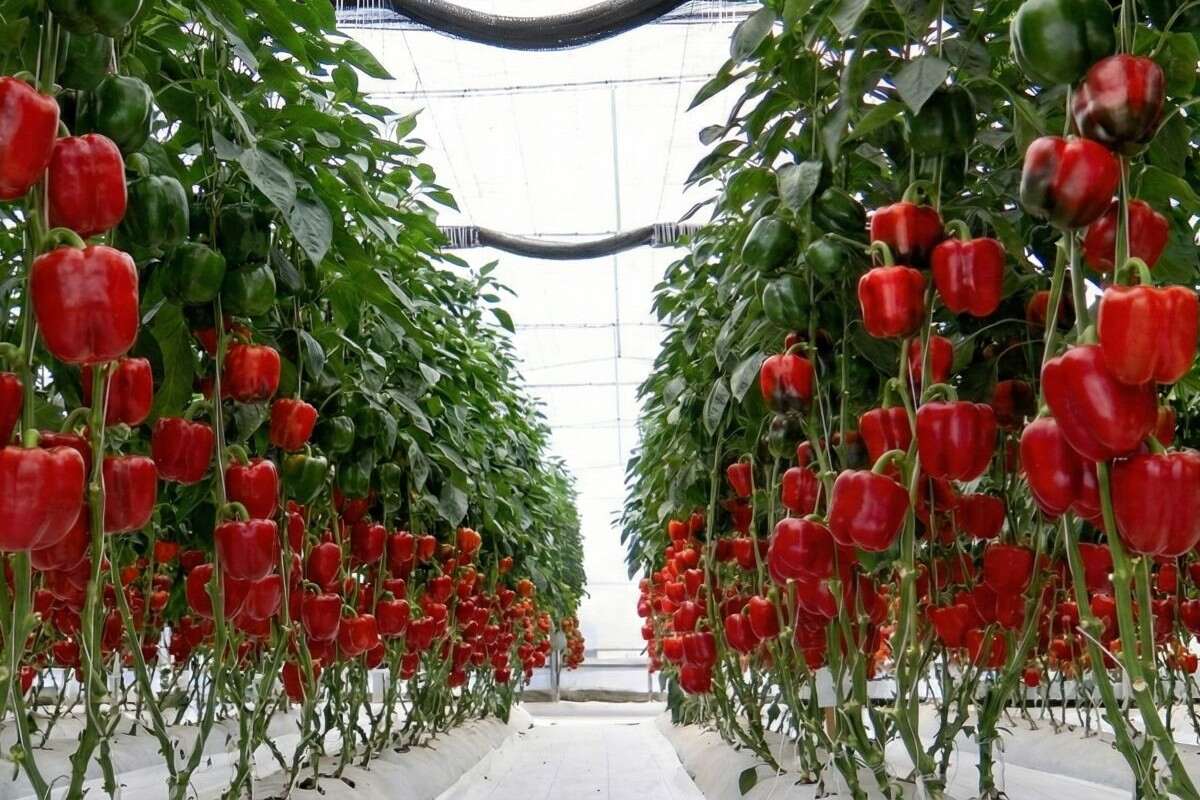 Hydroponics Classes in India: Growing Fresh, Nutrient-Rich Produce All Year Round