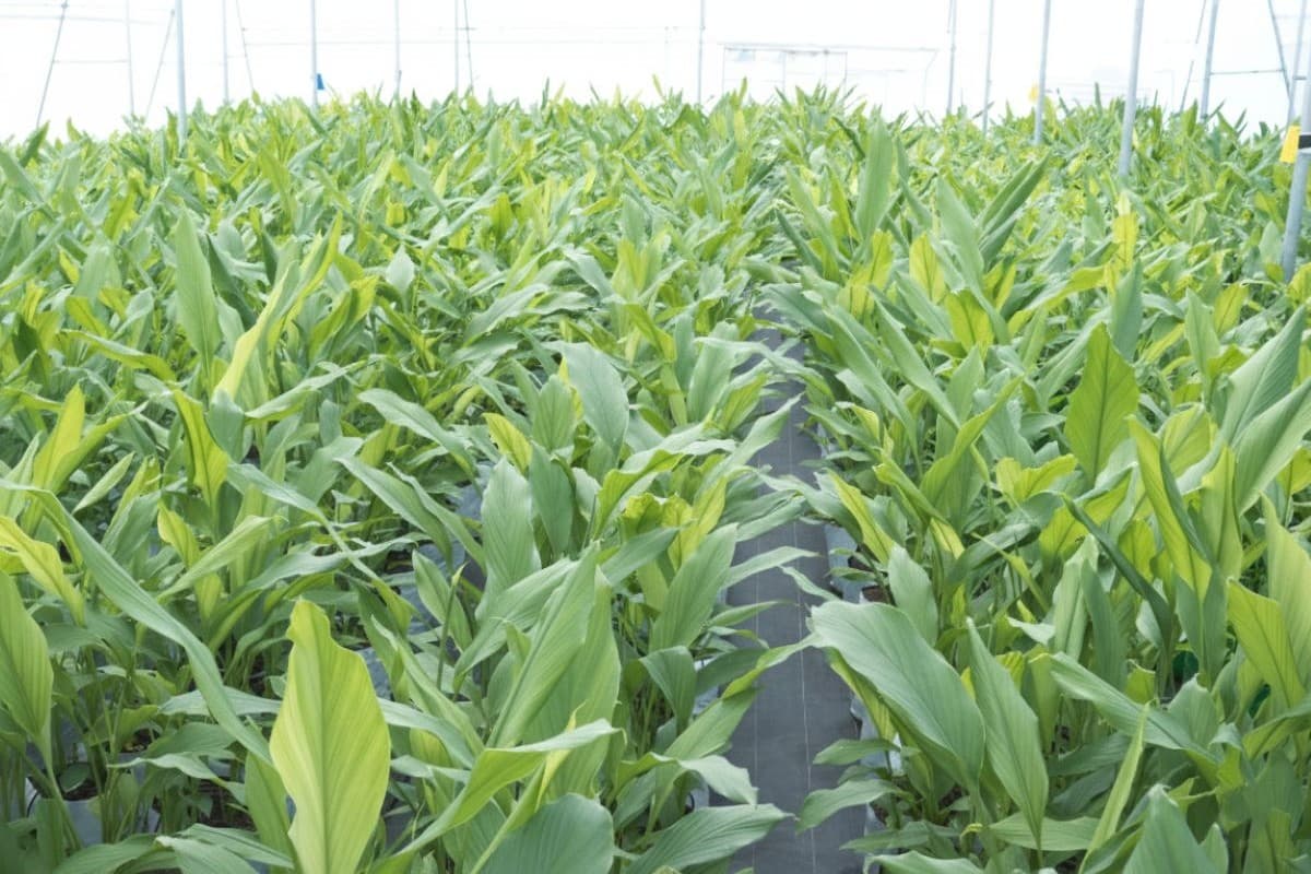 Karthik & Krishna's Hydroponic Turmeric Success