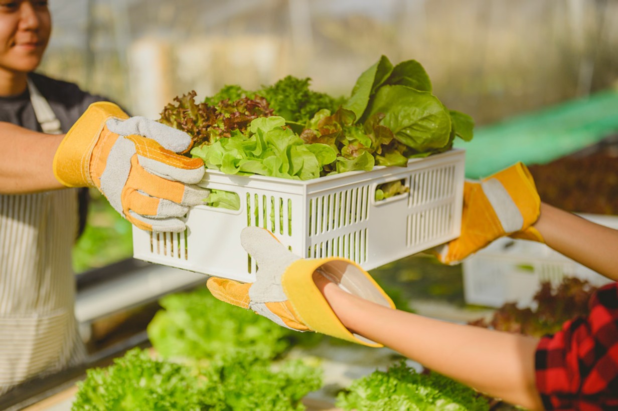 How Contract Farming Works