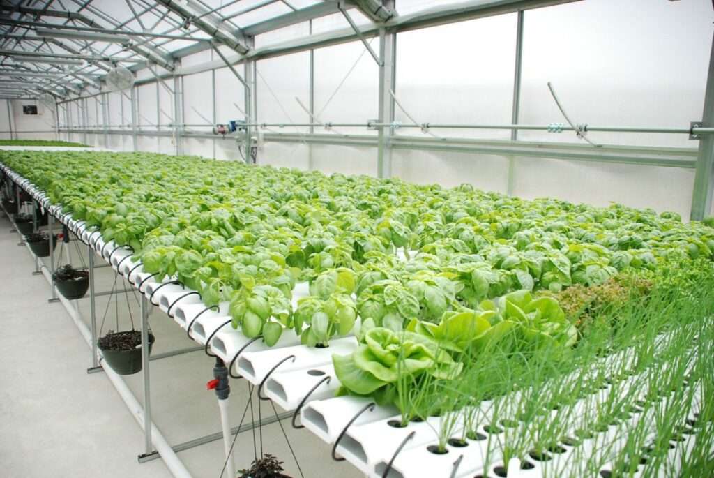 fully automated hydroponic system