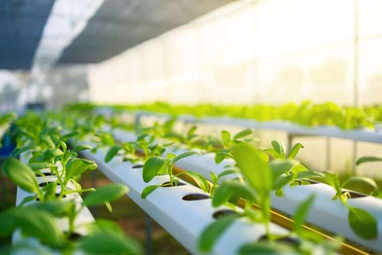 Hydroponics farm setup in Hyderabad