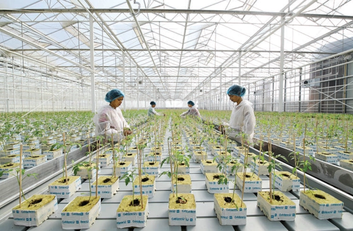 hydroponics setup in Banglore