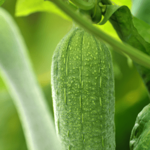 Commercial hydroponic farming in Hyderabad
