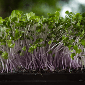 Hydroponics farm setup in Hyderabad