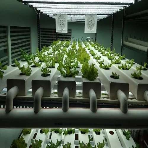 hydroponic farming business plan in india