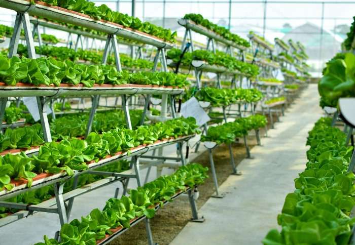 Mastering Sustainability A Step-by-Step Guide to Hydroponic Farm Setup
