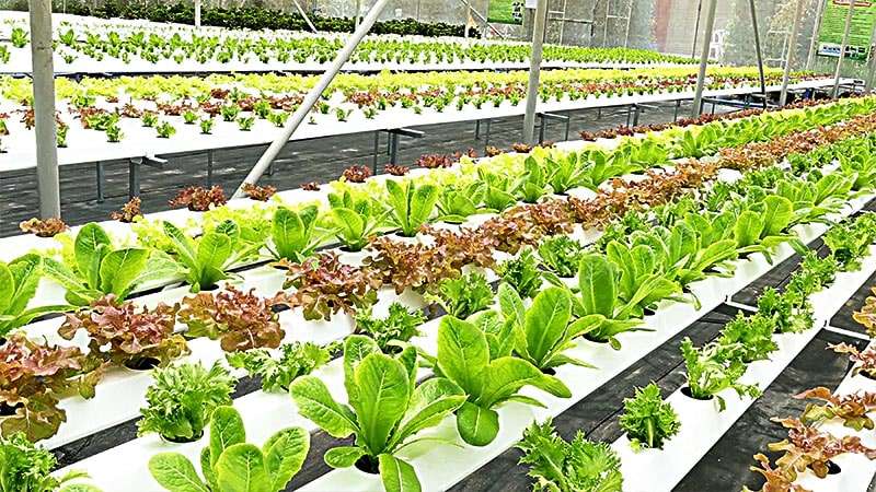 Enhancing Crop Quality and quantity Progressive Hydroponic Agriculture Workshop in Hyderabad.